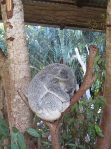 Australien Zoo-006